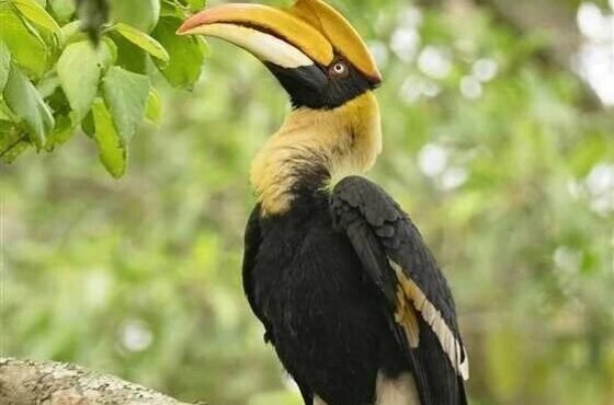 6 Days Trip to Meghalaya with Kaziranga