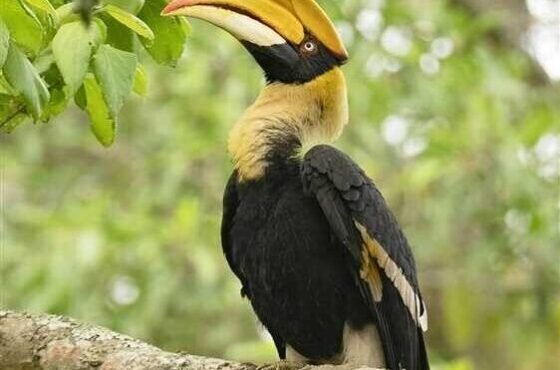 6 Days Trip to Meghalaya with Kaziranga