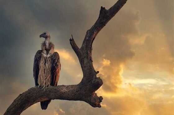 Kaziranga Meghalaya Special