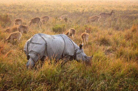 7 Days Trip to Meghalaya with Kaziranga